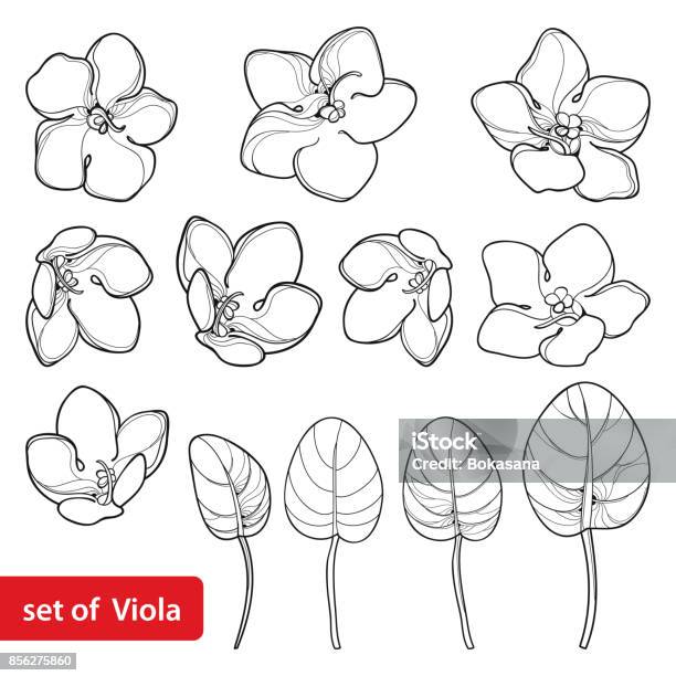 Vector Set With Outline Saintpaulia Or African Violet Flower And Leaf In Black Isolated On White Background Stock Illustration - Download Image Now