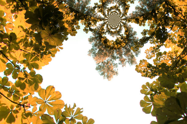 abstraction with leaves