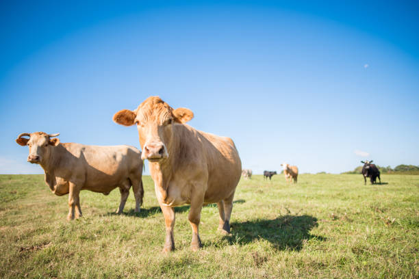 istock Cows in a field in upstate South Carolina 856276412