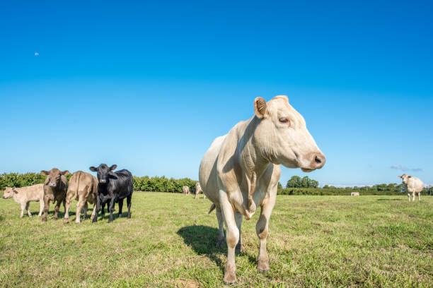 istock Cows in a field in upstate South Carolina 856276502
