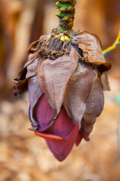 Banana flower in Grand Canary