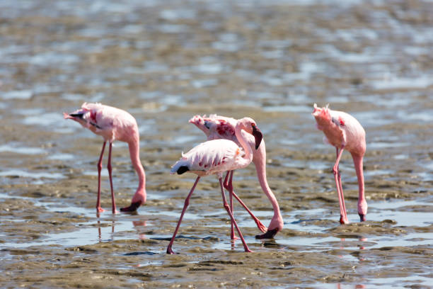 istock Pink Flamingos and dolphins, Walvis Bay 856279096