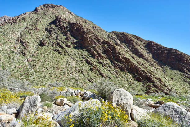 istock the desert comes alive with flowers and new growth 856279130