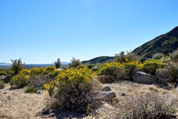 the desert comes alive with flowers and new growth