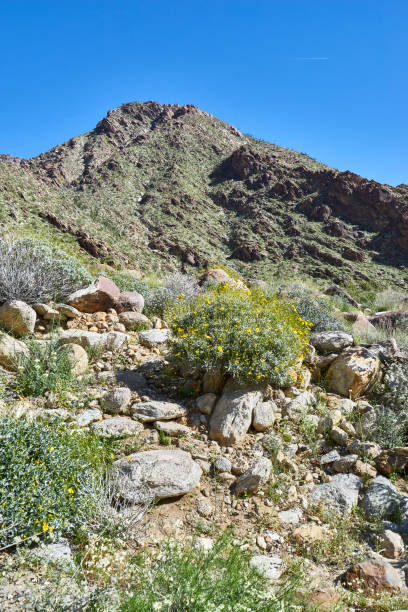 istock the desert comes alive with flowers and new growth 856279530