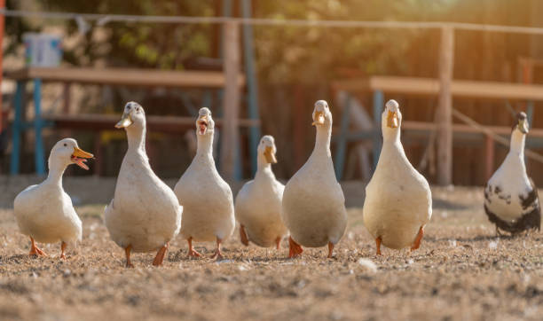 istock Group of goose in farm 856279630