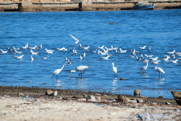 istock Maritime wilderness, North Africa, Tunisia, Mednine 856282210