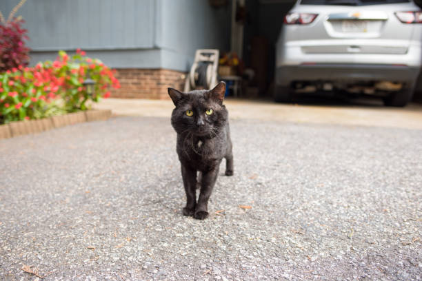 istock Black Halloween cat outdoors 856282256