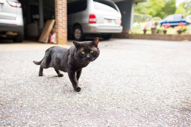 istock Black Halloween cat outdoors 856282274