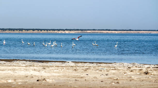 istock Maritime wilderness, North Africa, Tunisia, Mednine 856282820