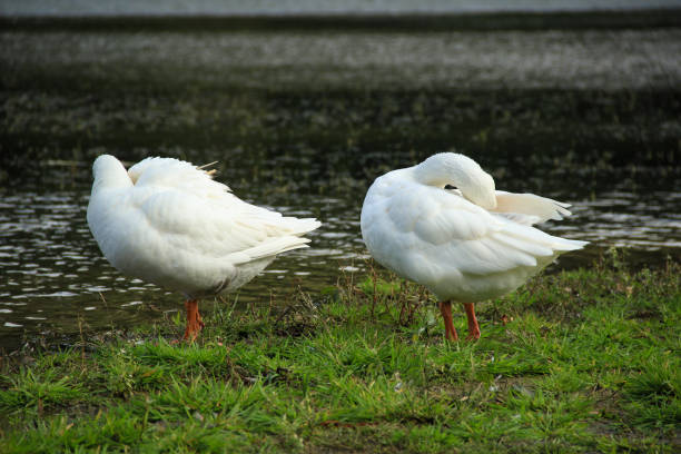 istock Beautiful White goose in a lake 856283236