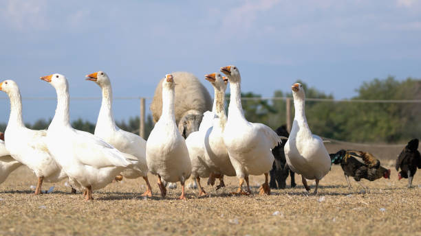 istock a group of farm animals are fed in farm 856285638
