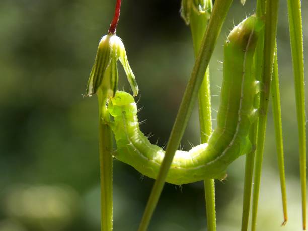istock green caterpillar on a plant 856285956