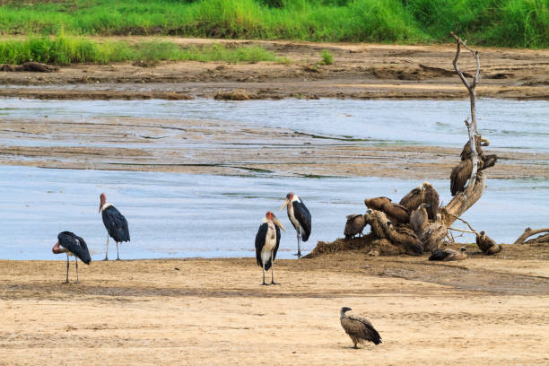 A flock of marabu on the river bank. Tarangire, Tanzania a flock of marabu on the river bank. marabu stork stock pictures, royalty-free photos & images