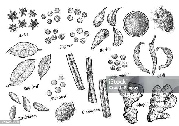 Illustrazione Della Collezione Di Spezie Disegno Incisione Inchiostro Line Art Vettore - Immagini vettoriali stock e altre immagini di Cardamomo