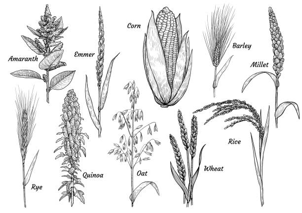 ziarno, kolekcja, ilustracja, rysunek, grawerowanie, tusz, grafika liniowa, wektor - cereal plant illustrations stock illustrations