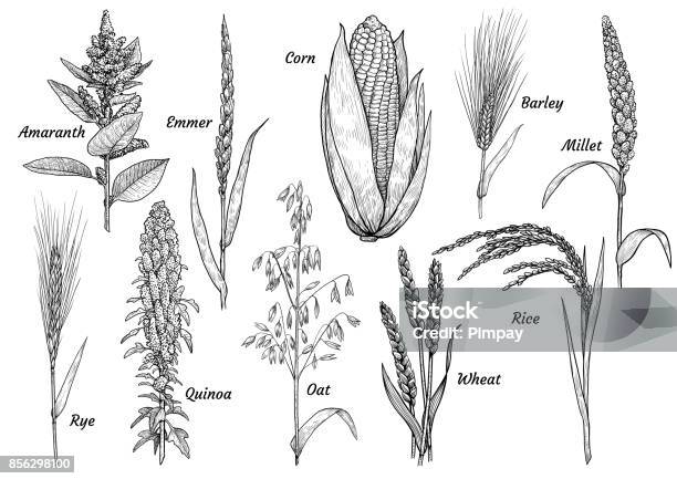 Grain Collection Illustration Drawing Engraving Ink Line Art Vector Stock Illustration - Download Image Now