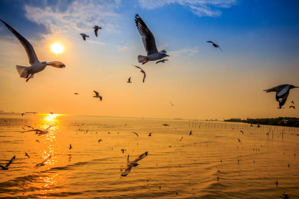 istock Sea view with sunrise and many seagulls fly. 856298508