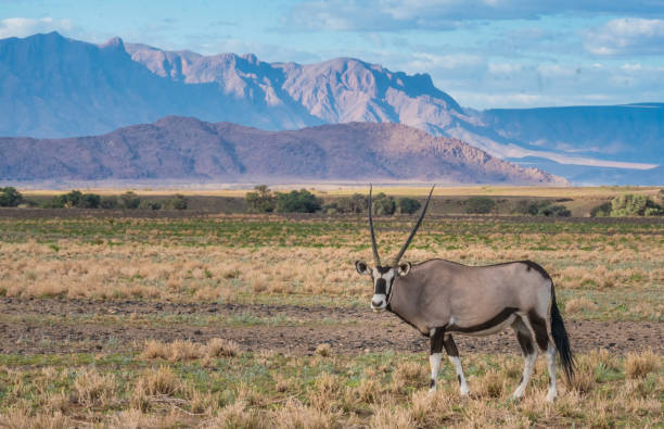 istock Wild Oryx (gemsbok),  Namib desert, Namib-Naukluft National Park, Namibia 856298526