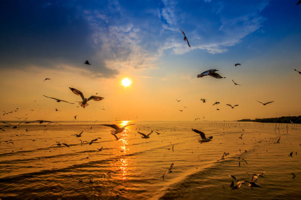 istock Sea view with sunrise and many seagulls fly. 856298542