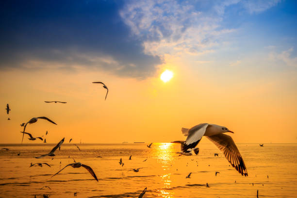 istock Sea view with sunrise and many seagulls fly. 856298548