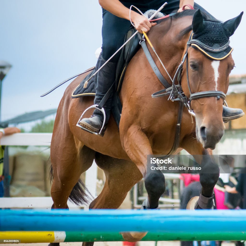Jockey Com Seu Cavalo Pulando Sobre Um Obstáculo Pulando Sobre O