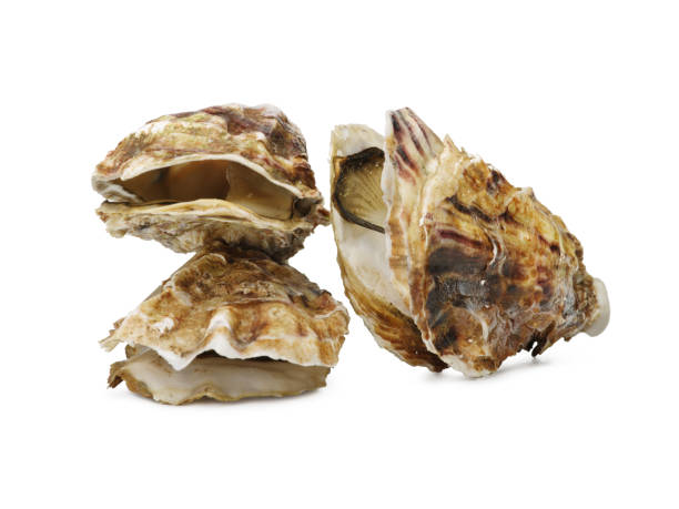 istock Collection of tree different seashells, isolated on white background in natural colors. A set of large seashells 856310646
