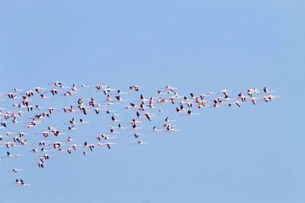 Photo of Flock of pink flamingos.Po river lagoon