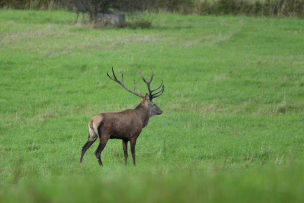 istock forest stag in the pairing season rut 856312306