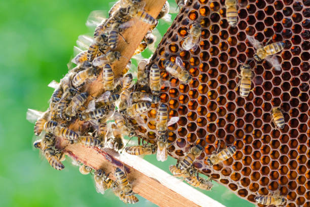 istock bees on honeycomb in apiary in the summertime 856312480
