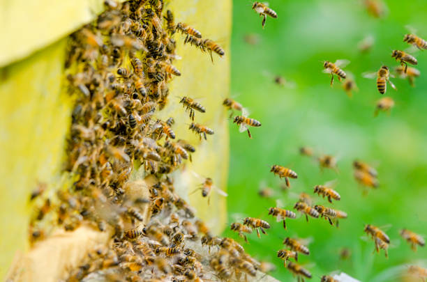 api che entrano in un alveare - sciame di insetti foto e immagini stock