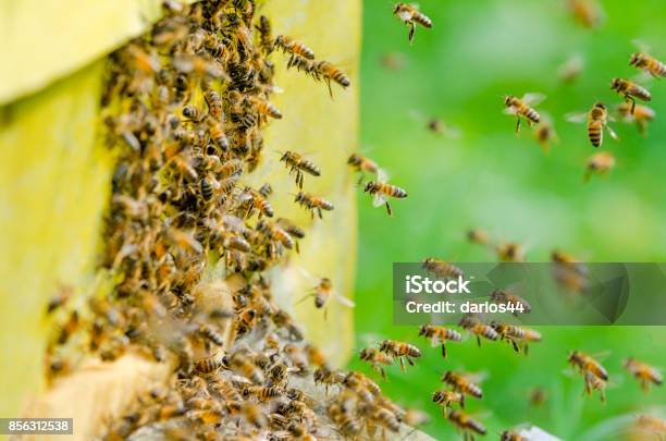 Bees Entering A Beehive Stock Photo - Download Image Now - Bee, Swarm of Insects, Beehive