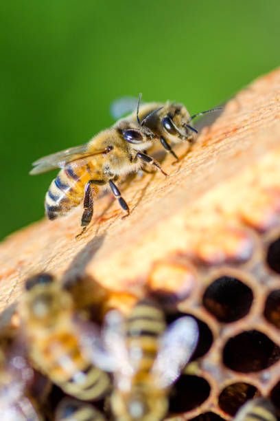 istock bees on honeycomb in apiary in the summertime 856314668