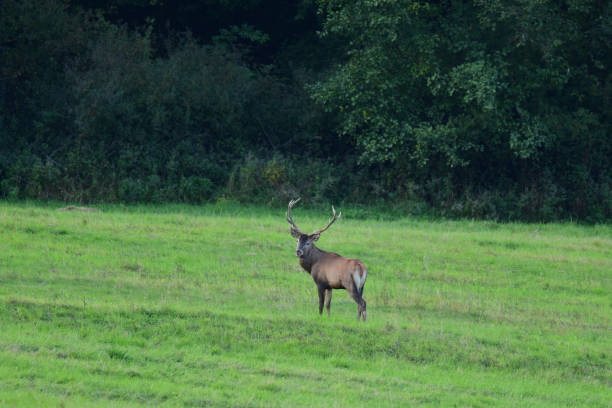 istock forest stag in the pairing season rut 856314750