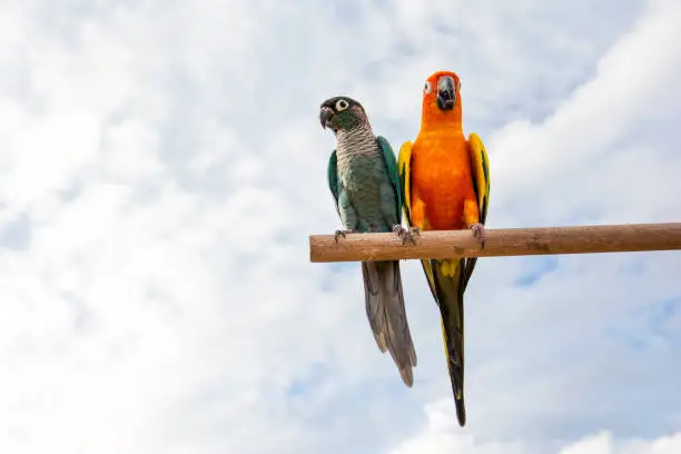 Photo of Macaw parrots on dried tree branch with blue sky background