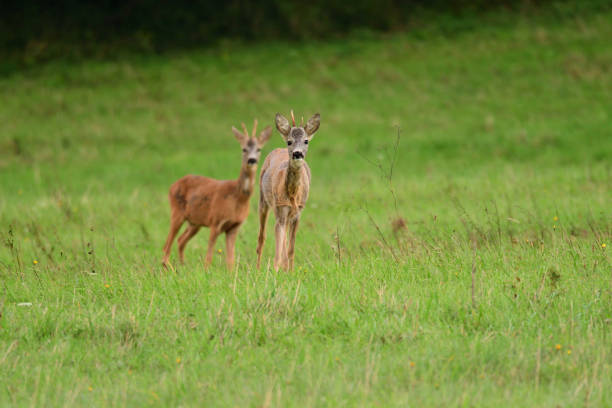 istock venison on the meadow in the pairing season 856315360