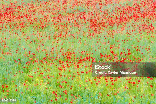 Colorful Poppies Field Stock Photo - Download Image Now - Painting - Activity, Pointillism, Paintbrush