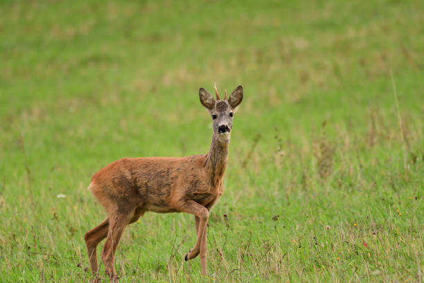 istock venison on the meadow in the pairing season 856318446