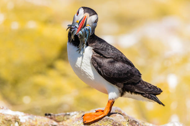 istock You want one? - Atlantic Puffin with Sandeels 856318526