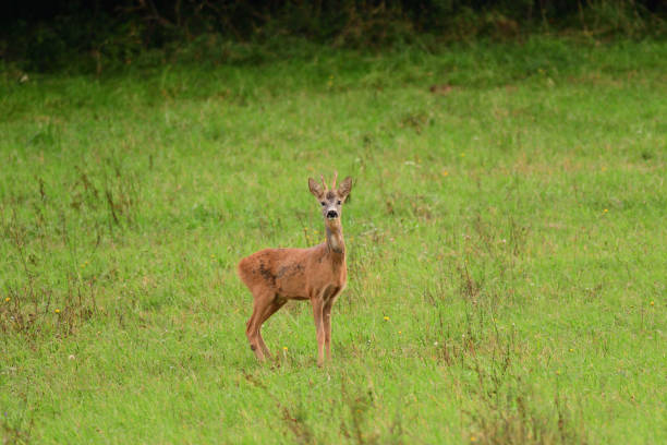 istock venison on the meadow in the pairing season 856318594