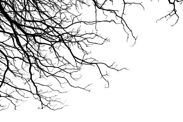 istock Branch structure of tree and death wood (White background) 856318658