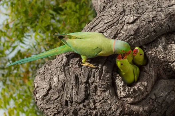 Photo of Parrot feeding little