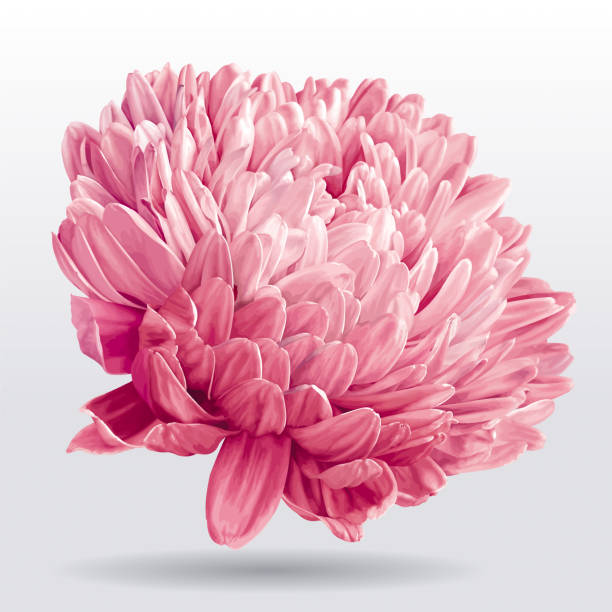 ilustraciones, imágenes clip art, dibujos animados e iconos de stock de flor de aster rosa lujo - chrysanthemum