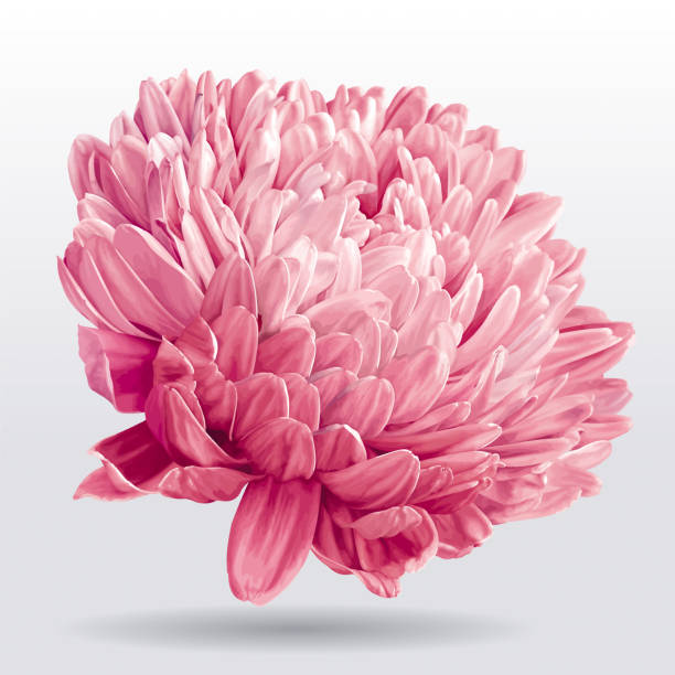 роскошный розовый цветок астер - chrysanthemum stock illustrations