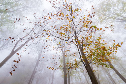 Multi colored beech tree on an autumn day at Montseny Natural Park (Barcelona, Spain).