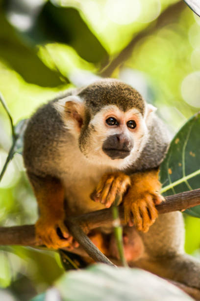 A Squirrel Monkey A squirrel monkey on a tree, with a bokeh effect on the background. saimiri sciureus stock pictures, royalty-free photos & images
