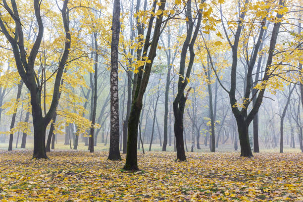 istock autumnal landscape in forest. birch and maple almost bare trees with fallen golden foliage on the ground immersed in fog. 856332032