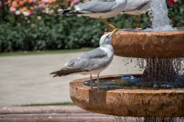 istock seagull by the fountain in a rose garden 856332626