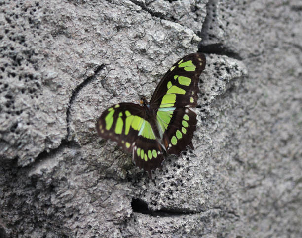 farfalla malachite (siproeta stelenes) - malachite butterfly foto e immagini stock