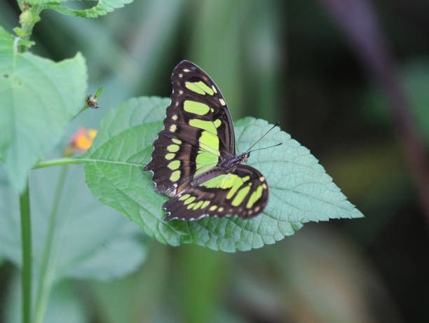 farfalla malachite (siproeta stelenes) - malachite butterfly foto e immagini stock